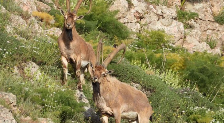 سرشماری حیات‌وحش البرز با مشارکت مردمی